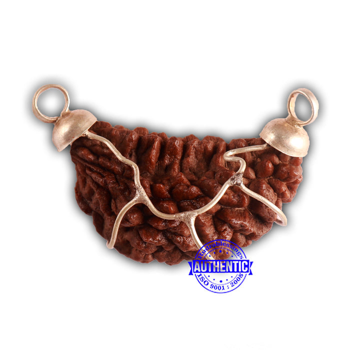 1 One Mukhi Rudraksha - 💯 Certified Authentic ✅