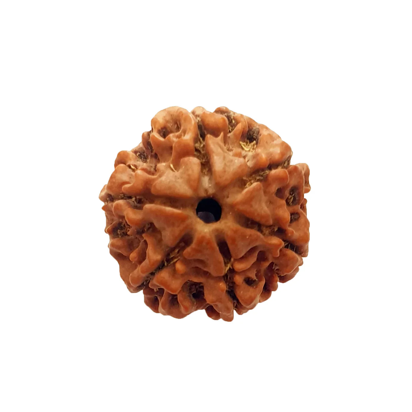 6 Mukhi Rudraksha